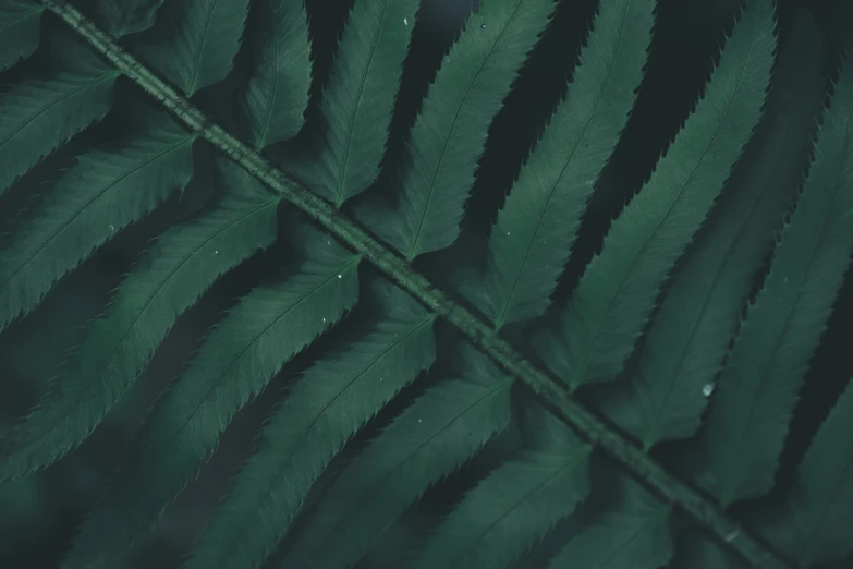 the leaves of a plant on a dark background