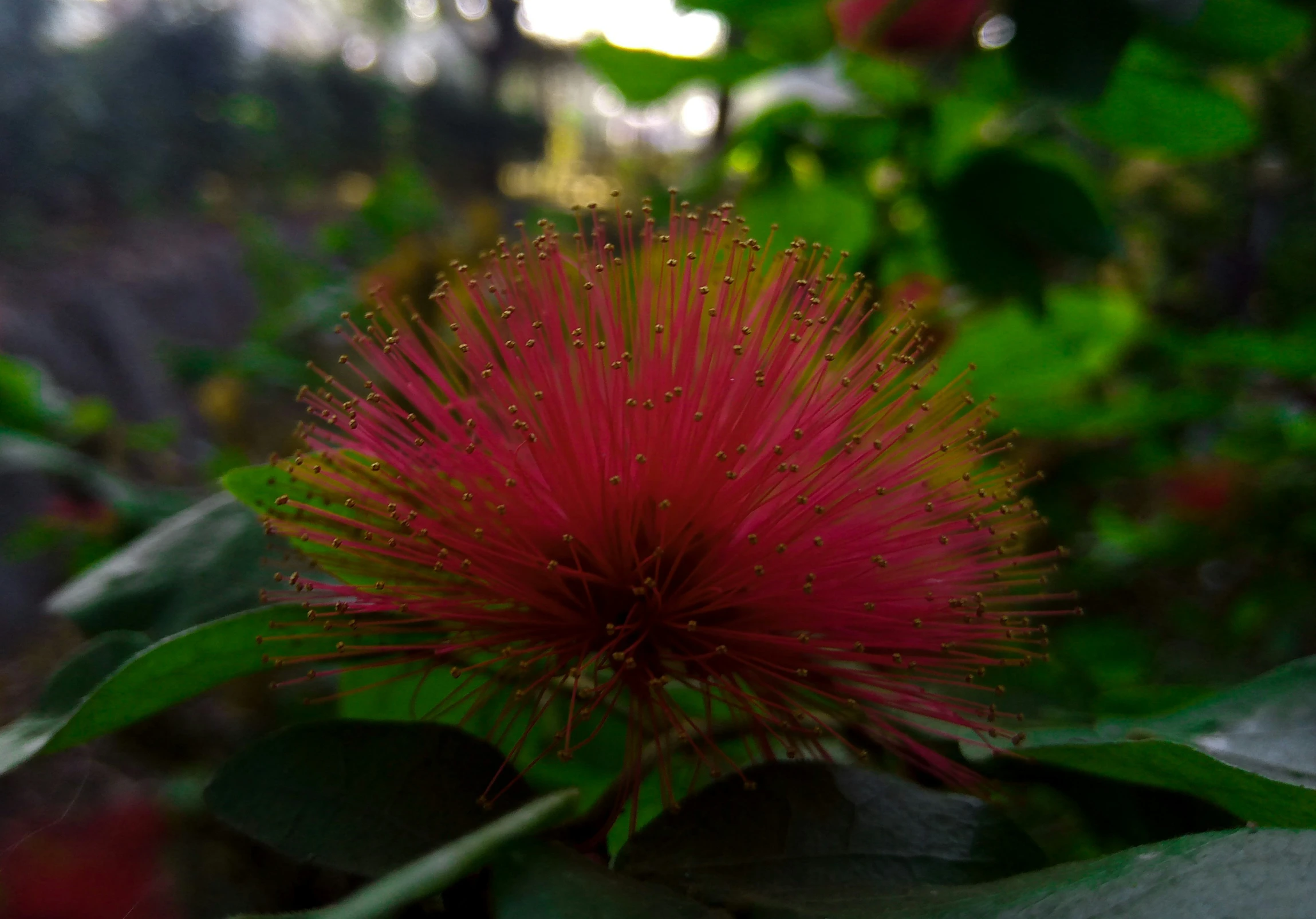 a close - up of a flower on a green leafy plant