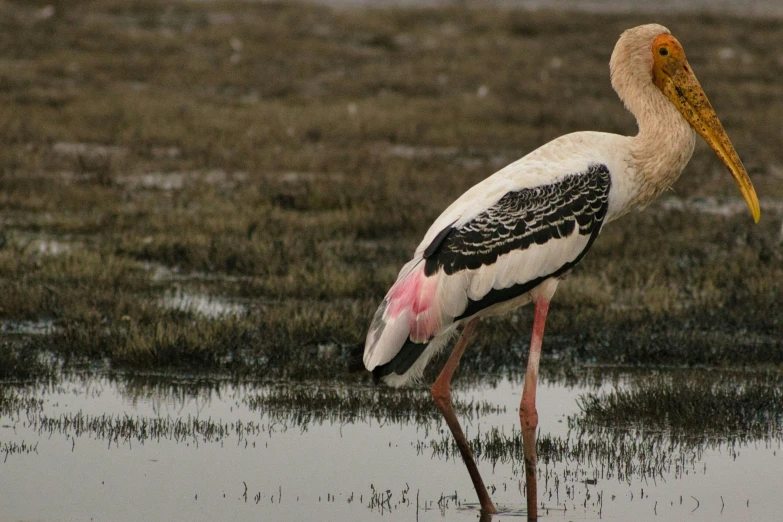 a bird standing in a pool of water