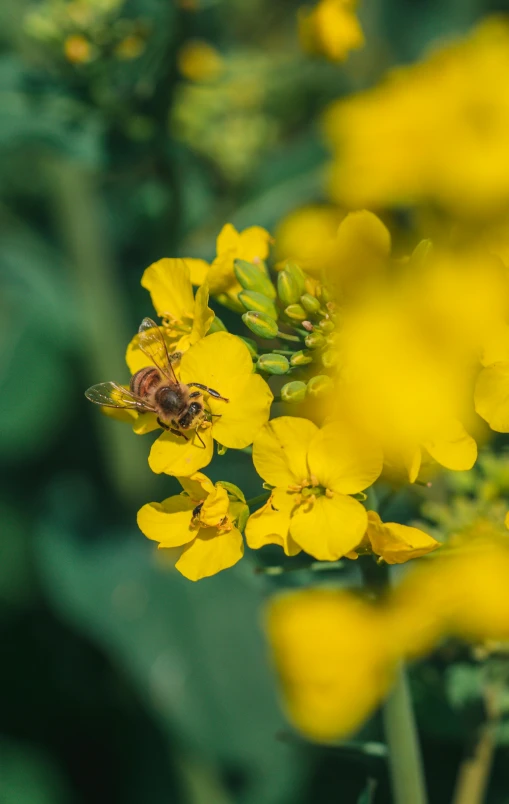 a bee that is sitting on some yellow flowers