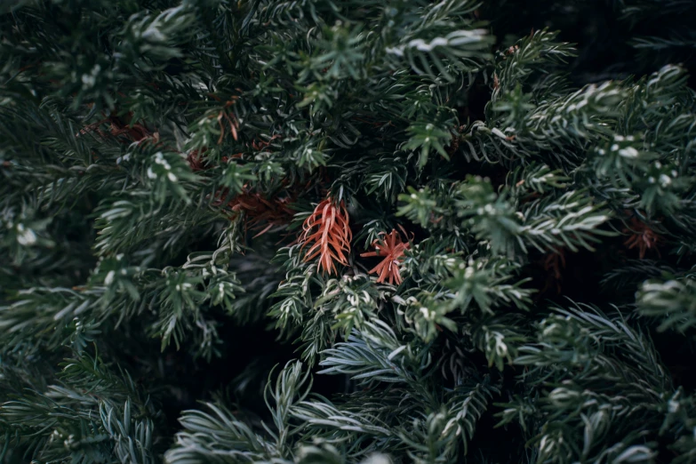 close up pograph of nches and cones of evergreens