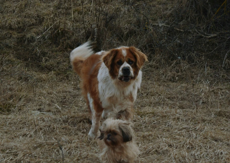 there is an image of two dogs walking together