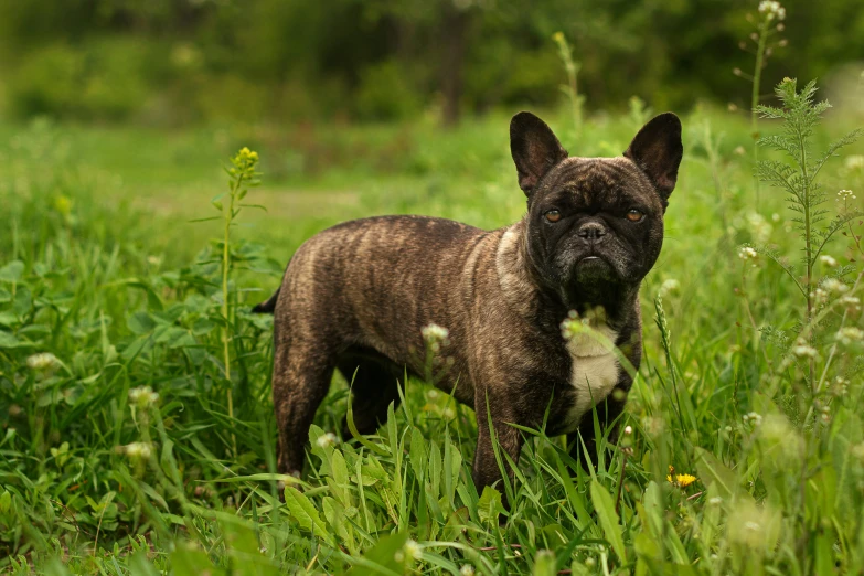 the small brown dog stands in the tall grass