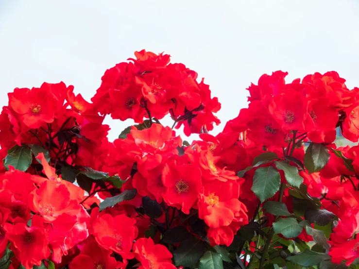 red roses with green leaves on them