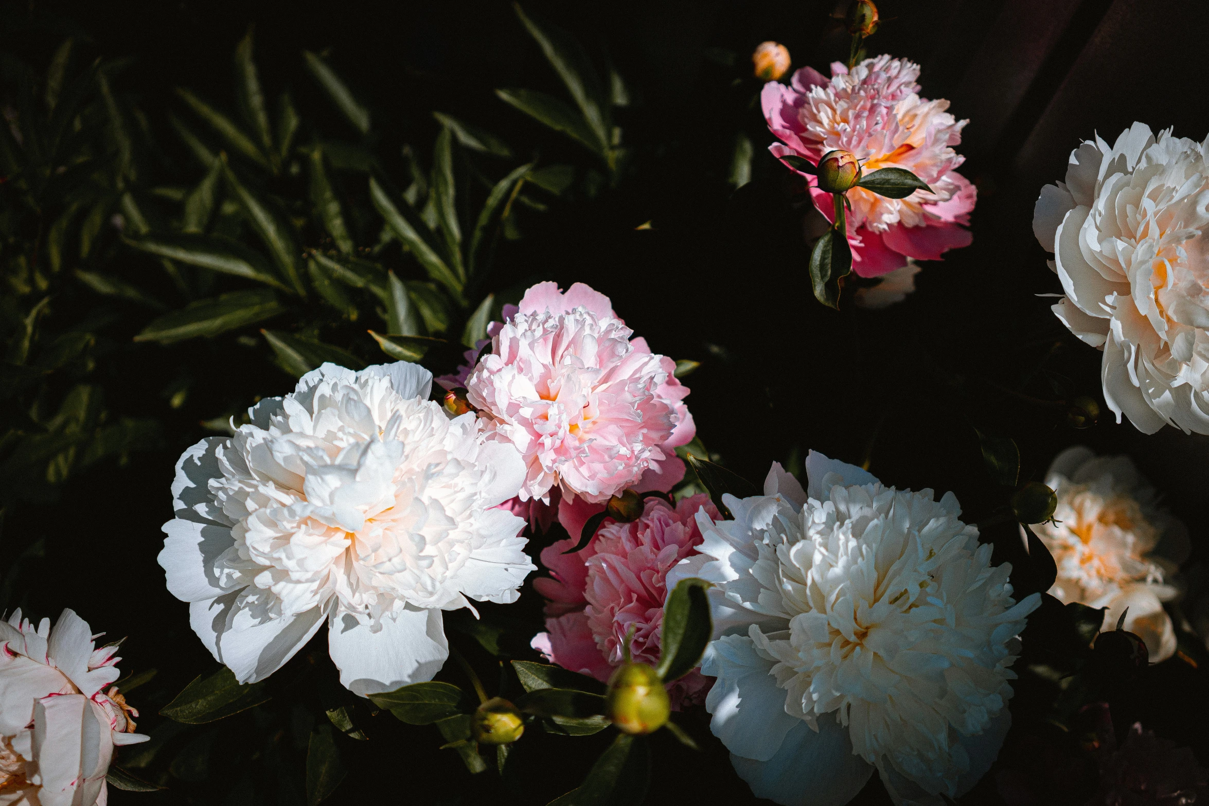 a bunch of flowers are shown in the dark