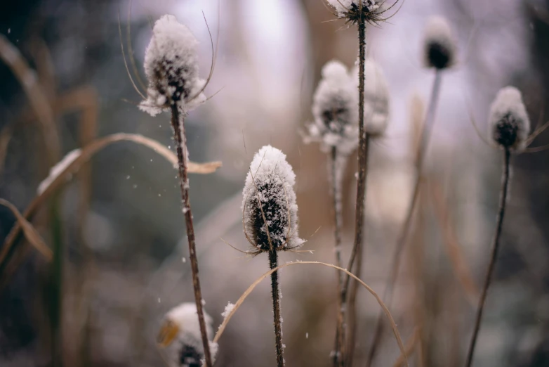 snow is covering the flowers on a cold winter day