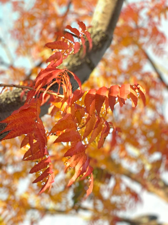 a close up of a leaf on a tree with the leaves changing colors