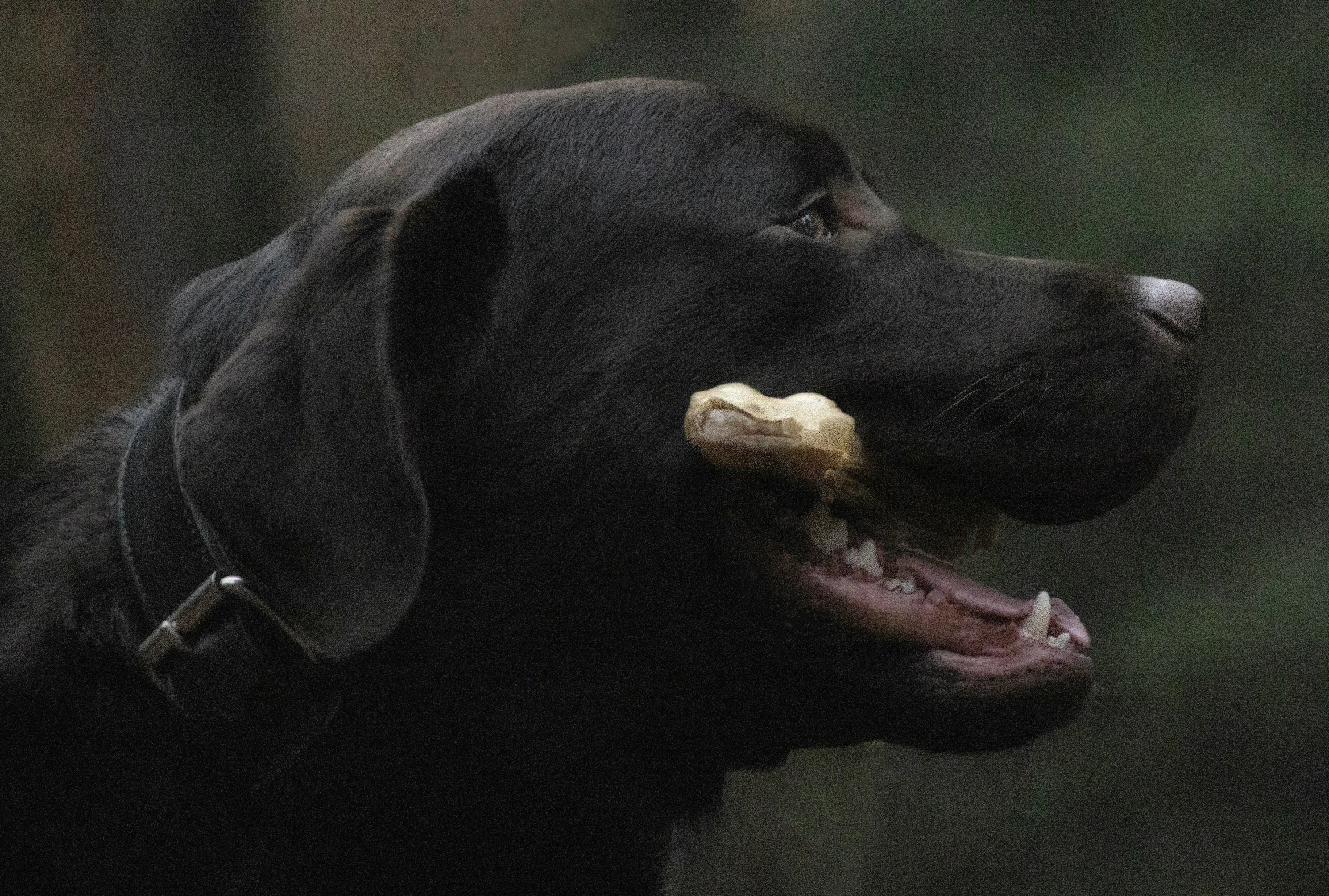 black dog with large ear pieces in the mouth