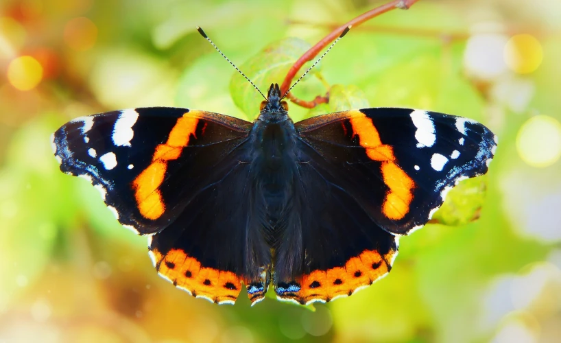 close up s of a black and orange erfly