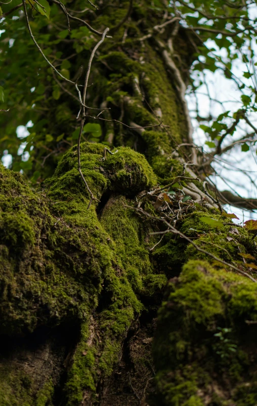 mossy tree trunk in front of a cloudy sky