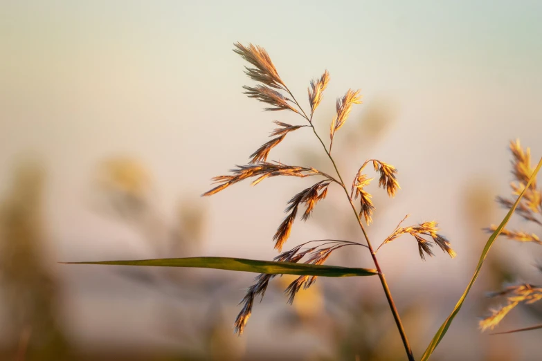 there is soing blurry on this picture of some grass