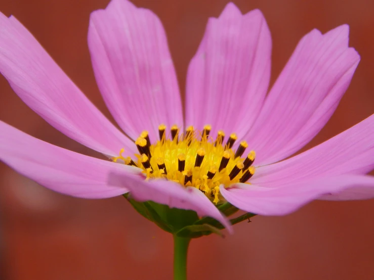 this is a flower, the petals have some little black dots on them