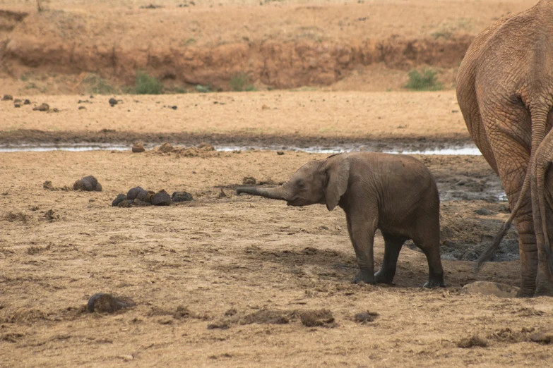 the baby elephant walks in front of its mother