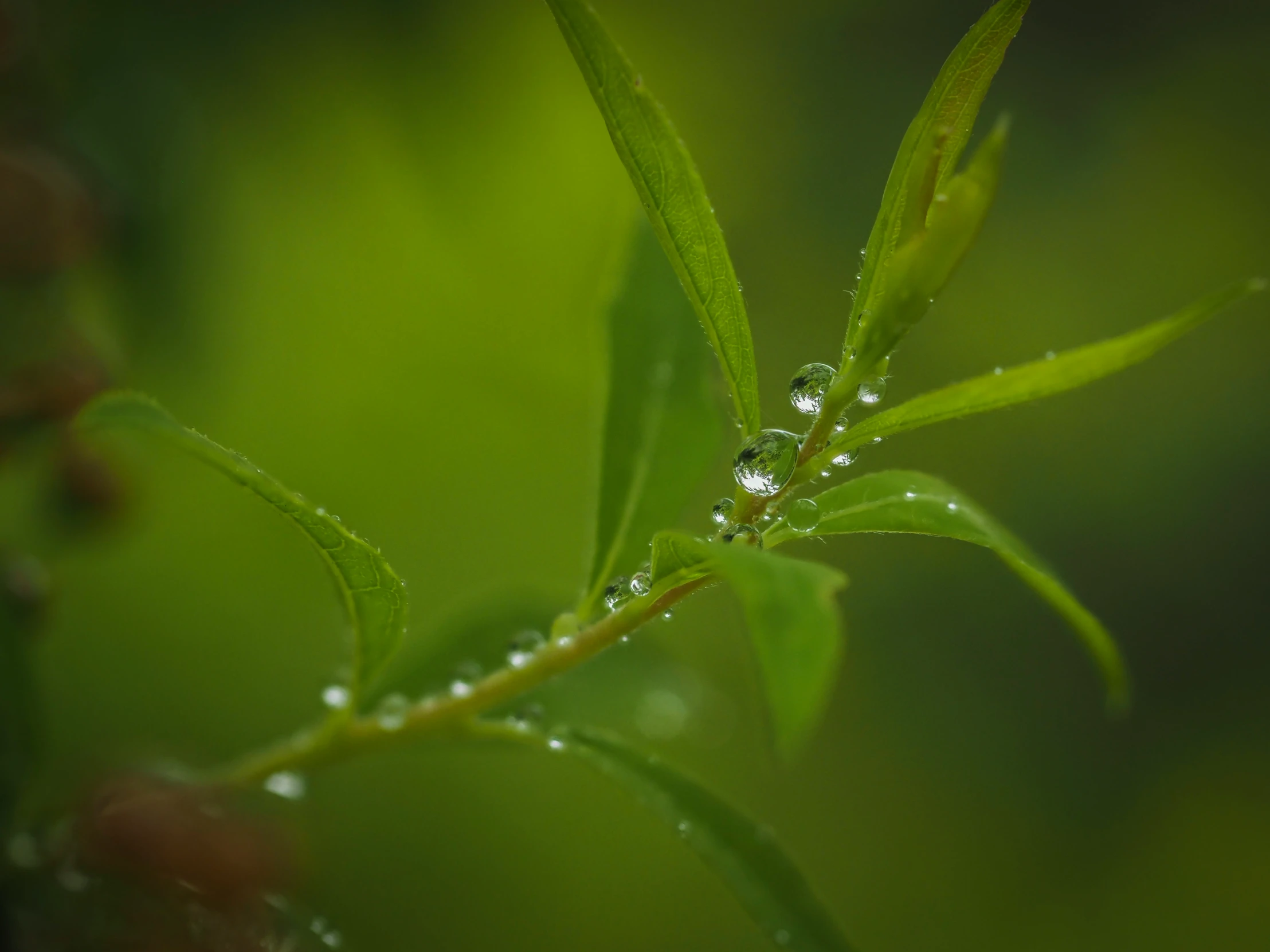 a drops of water are sitting on a leaf