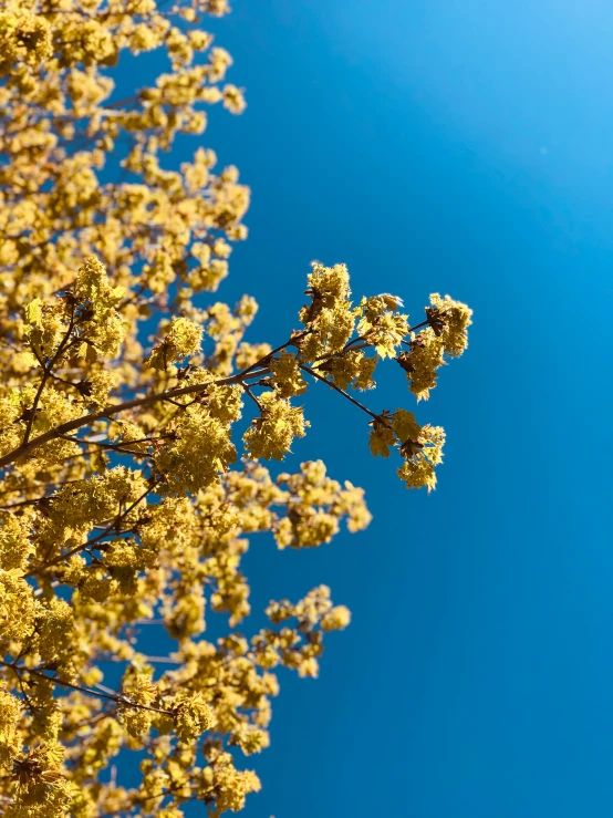 the flowers are blooming in a tree and they stand tall