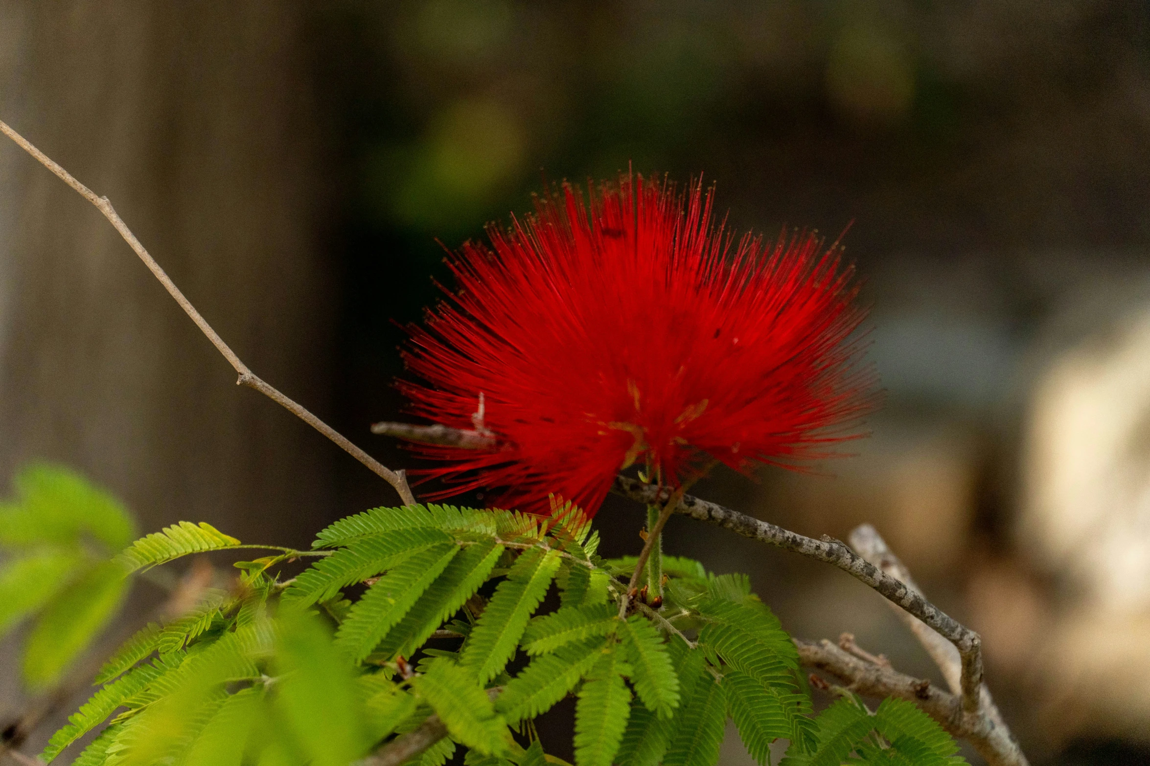 a single red flower sits atop a green leafy nch