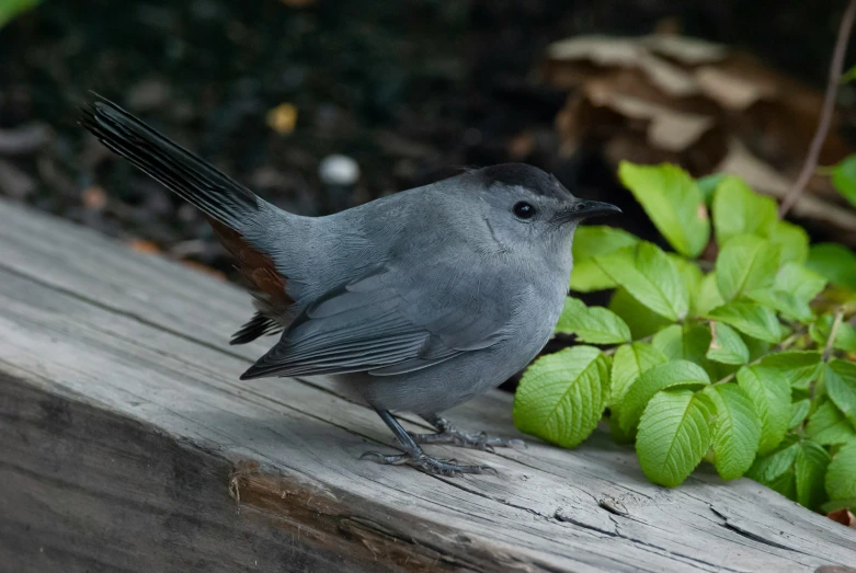 a bird perched on a wooden bench next to a patch of green leaves