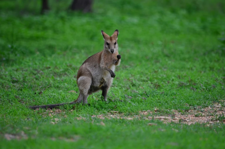 an adult kangaroo walks across a field and looks to its right