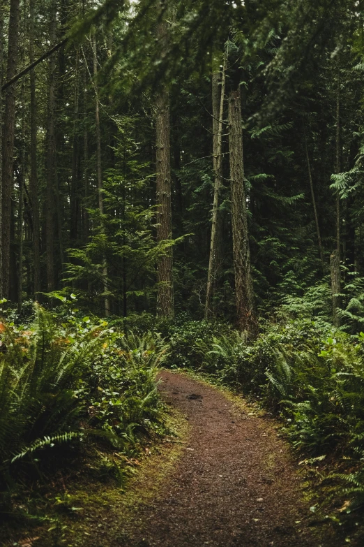 the path through the woods is surrounded by trees