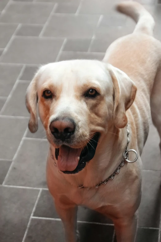 a dog with his mouth open and its tongue out on a sidewalk