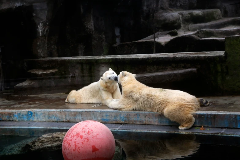 two polar bears resting on concrete in their enclosure