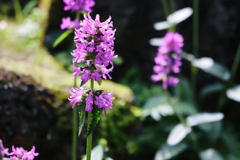 some small purple flowers are blooming in a garden