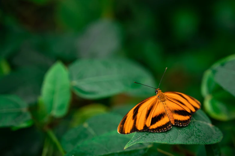 an orange and black erfly is resting on the green leaves