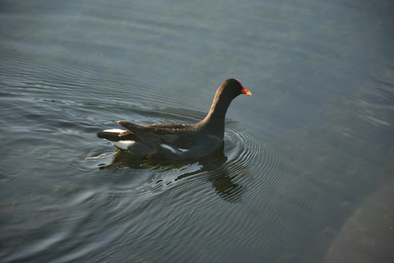 a duck swimming in a body of water