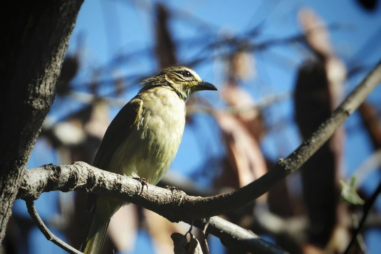 a bird is sitting on a nch of a tree