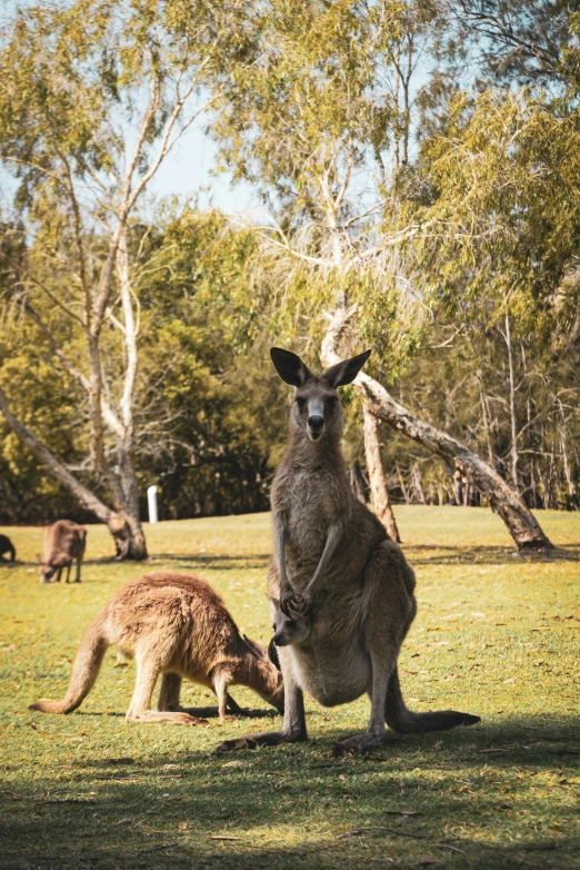 a kangaroo stands with it's baby beside it as the other kangaroo looks on