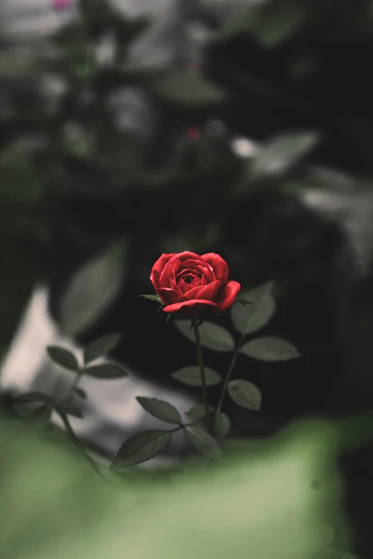 a rose in a pot sitting on the table