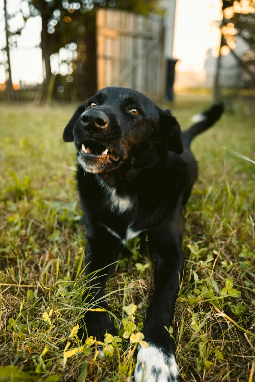 a black dog lays in the grass near a shed