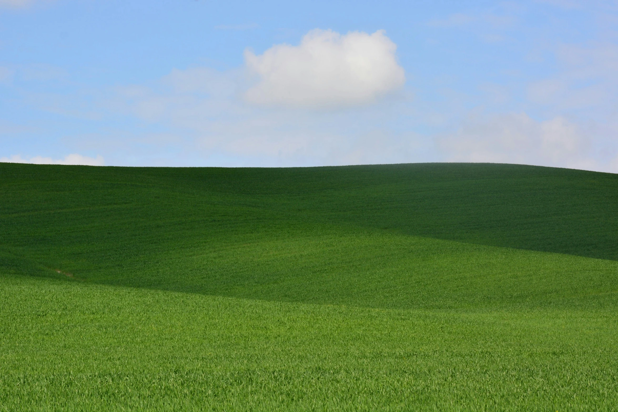 green field with a sky in background