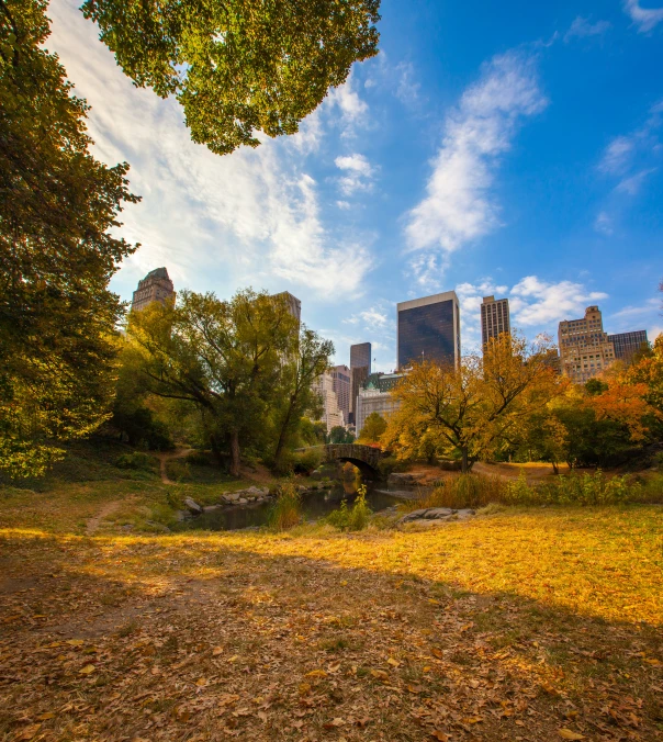 a large grassy field surrounded by trees