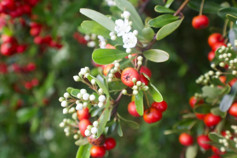 red berries, white flowers, and green leaves of some kind