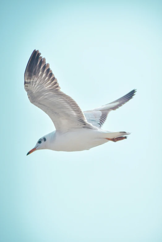 a seagull flying across the blue sky