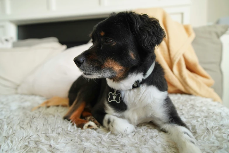 there is a black and white dog lying down