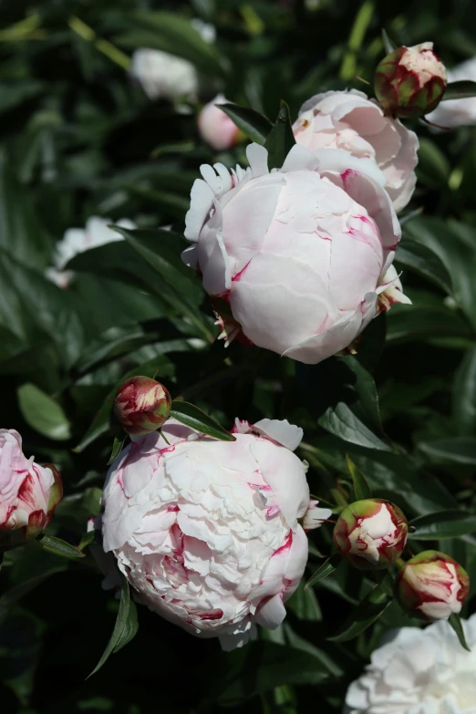 the flowers have white petals and red stripes