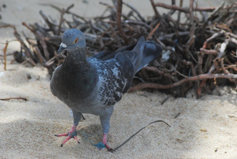 this is a bird that is standing on the sand