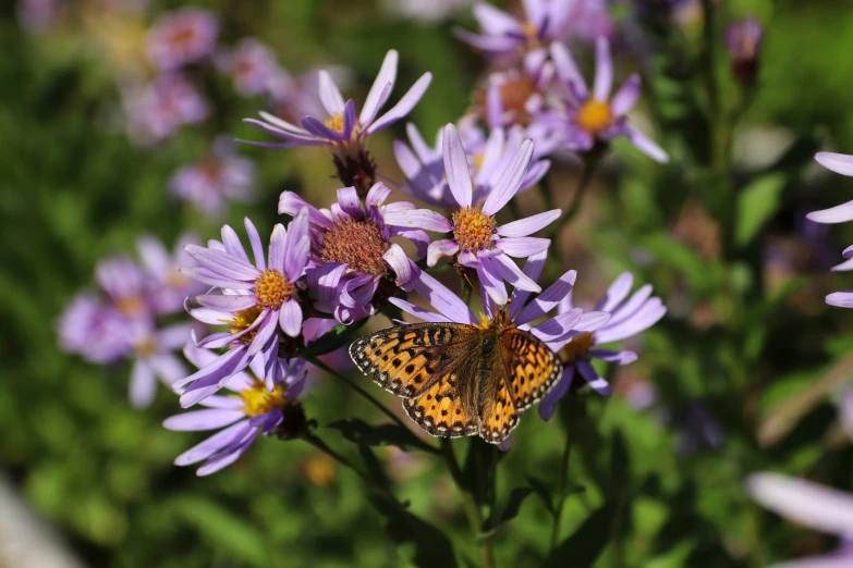 a close up of flowers with a erfly on one