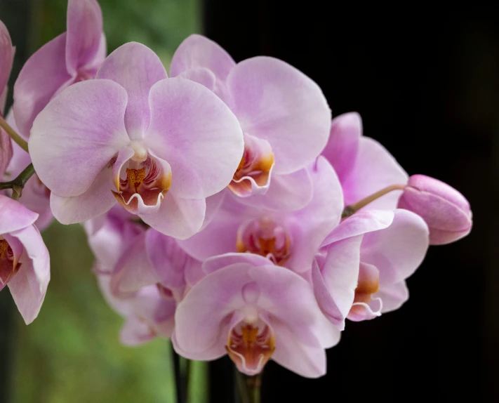 a close up of three orchids on a stem