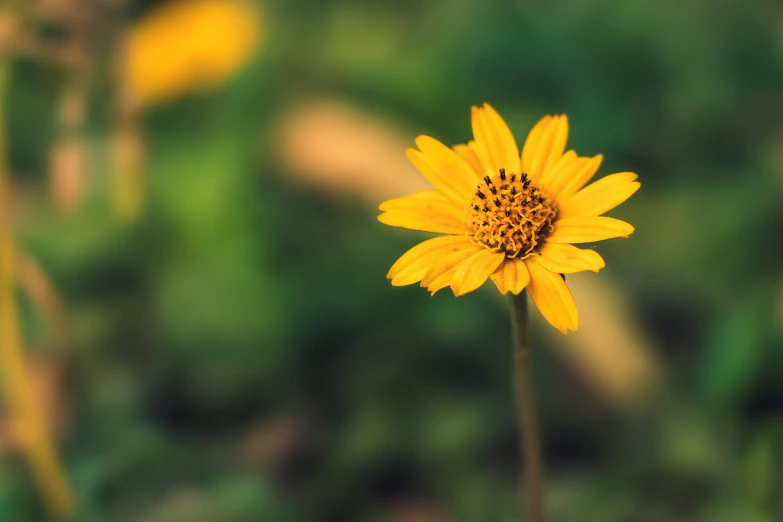a yellow flower with a blurry background