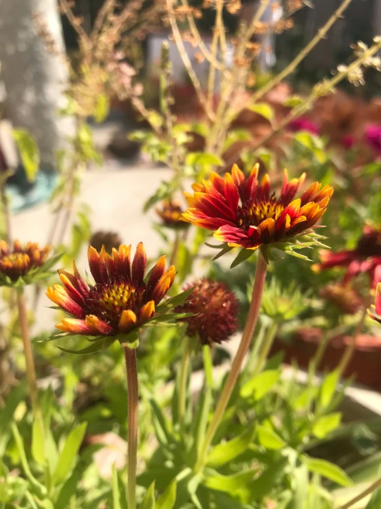 a bunch of flowers sitting out on the side of a road