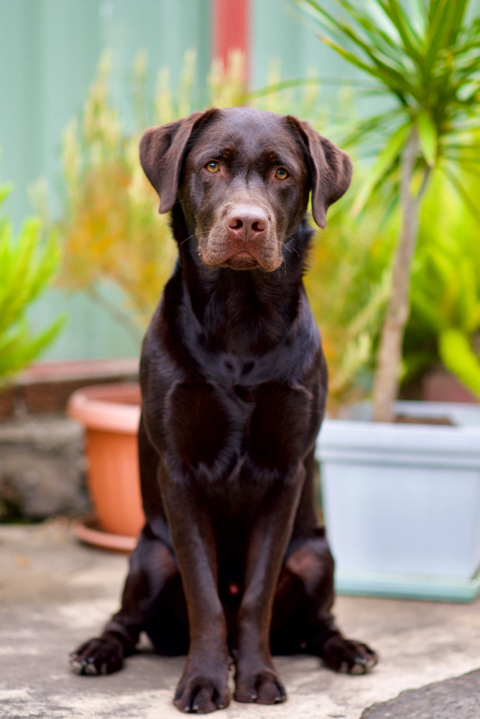 a black dog sits on the ground near potted plants