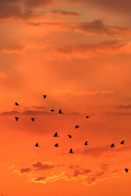 birds flying in formation at sunset over trees