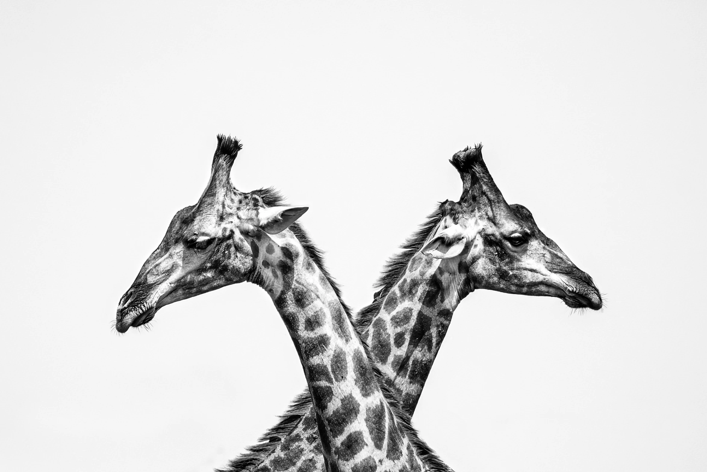 two giraffes standing next to each other on a white background