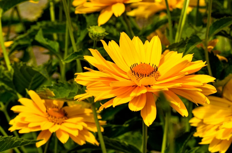 a group of yellow flowers blooming in the sun