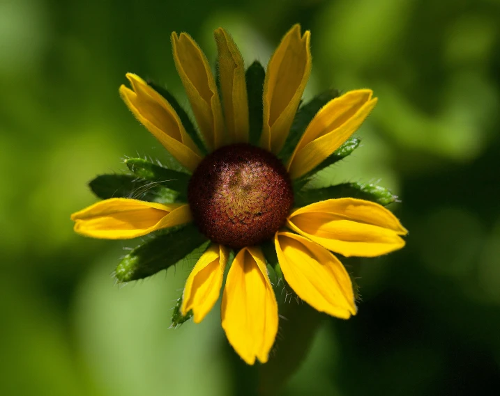 a yellow flower with a brown center and green foliage