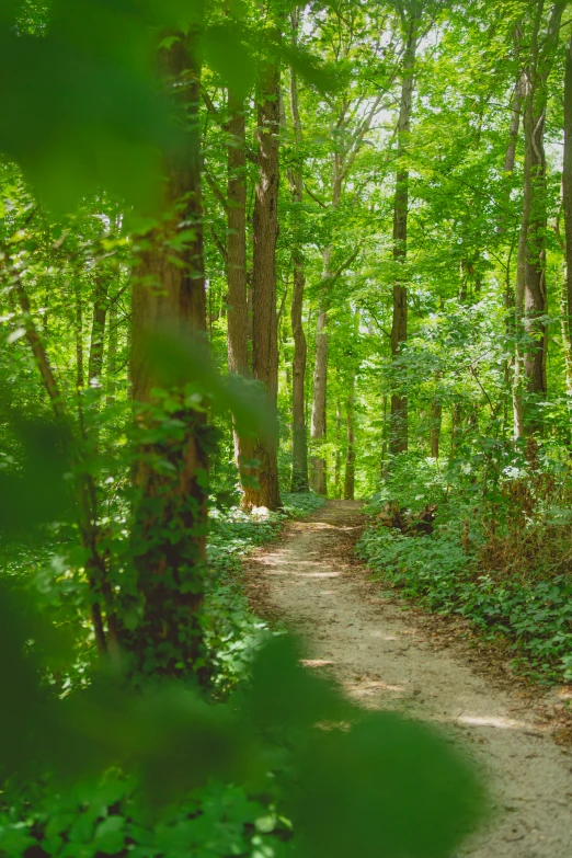 a dirt path in the woods has flowers on it