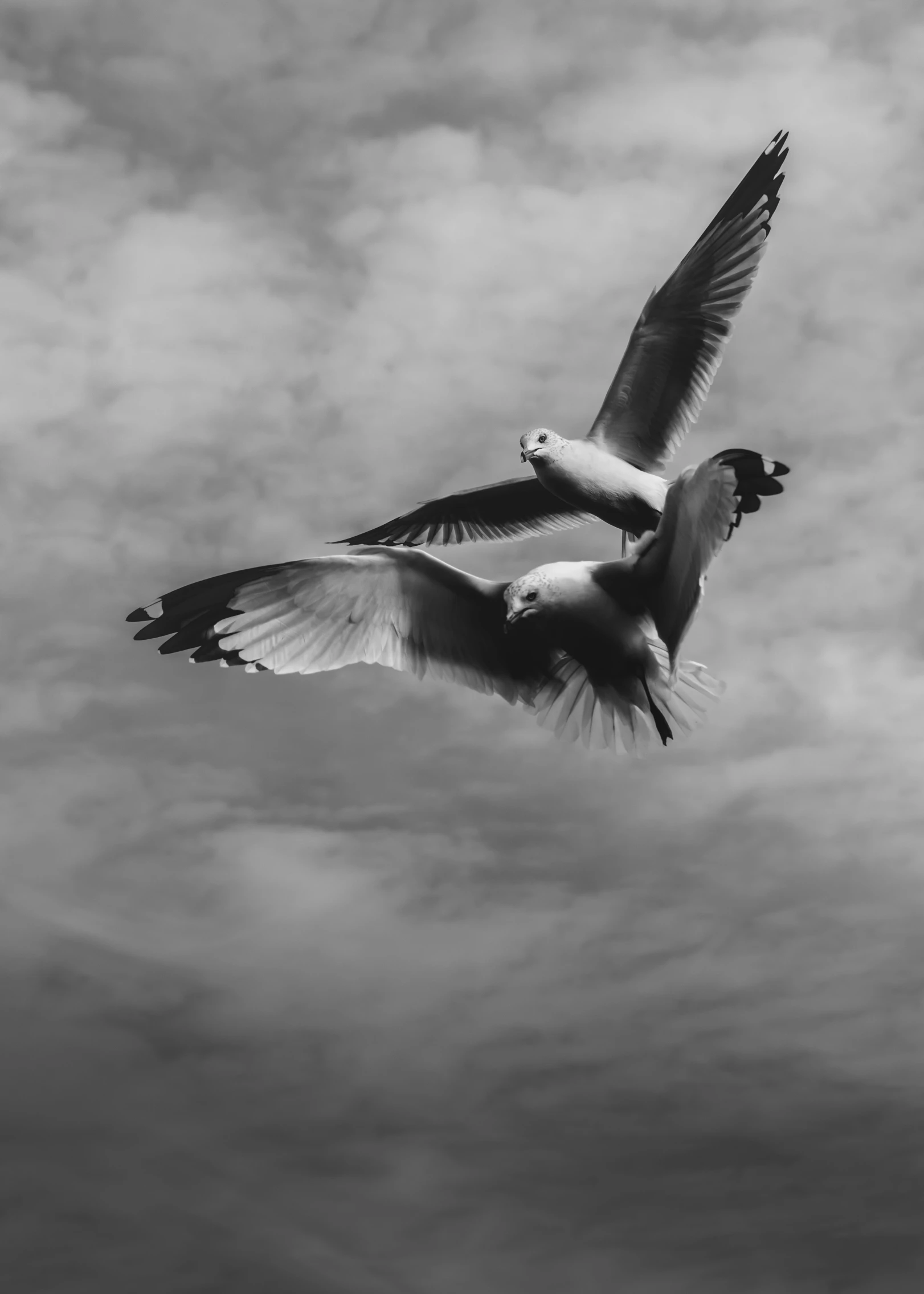 a pair of seagulls flying against an overcast sky